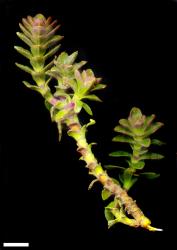 Veronica haastii. Sprig. Scale = 10 mm.
 Image: M.J. Bayly & A.V. Kellow © Te Papa CC-BY-NC 3.0 NZ